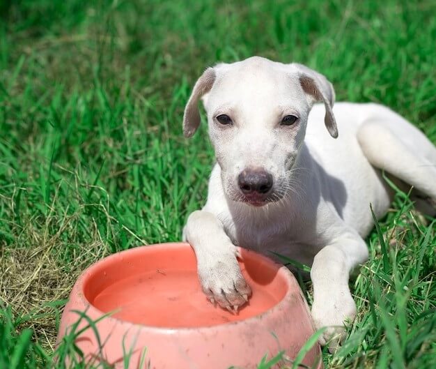 Canine hydration upgrade: Exploring Kangen Water for Your Beloved Pooch