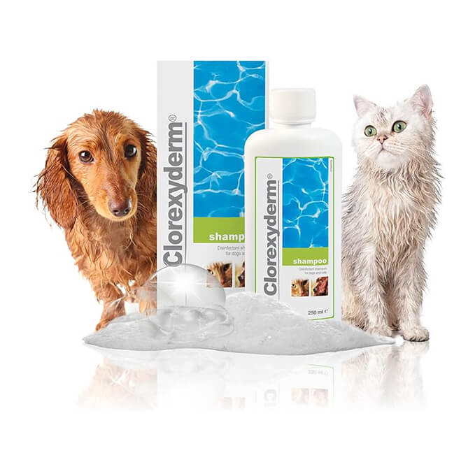 Soothing Suds The Benefits of Medicated Shampoo Baths for Dogs with Skin Conditions Cherished Pooches