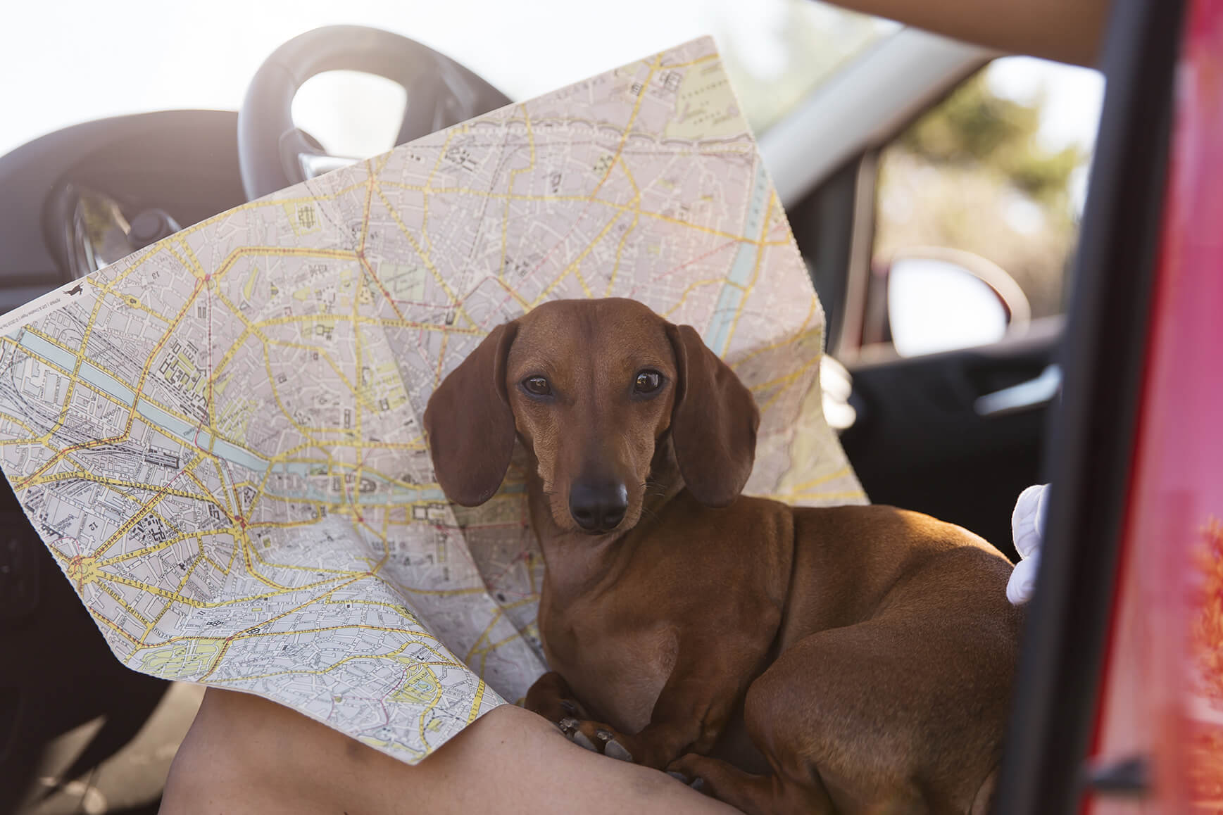 Streamline Your Pet’s Return to the UK with Our Expert Guidance