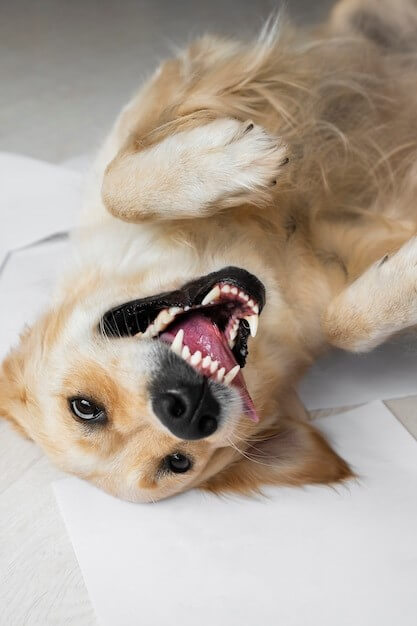 The Truth About Teeth Cleaning: Why Your Vet Should Handle the Serious Stuff