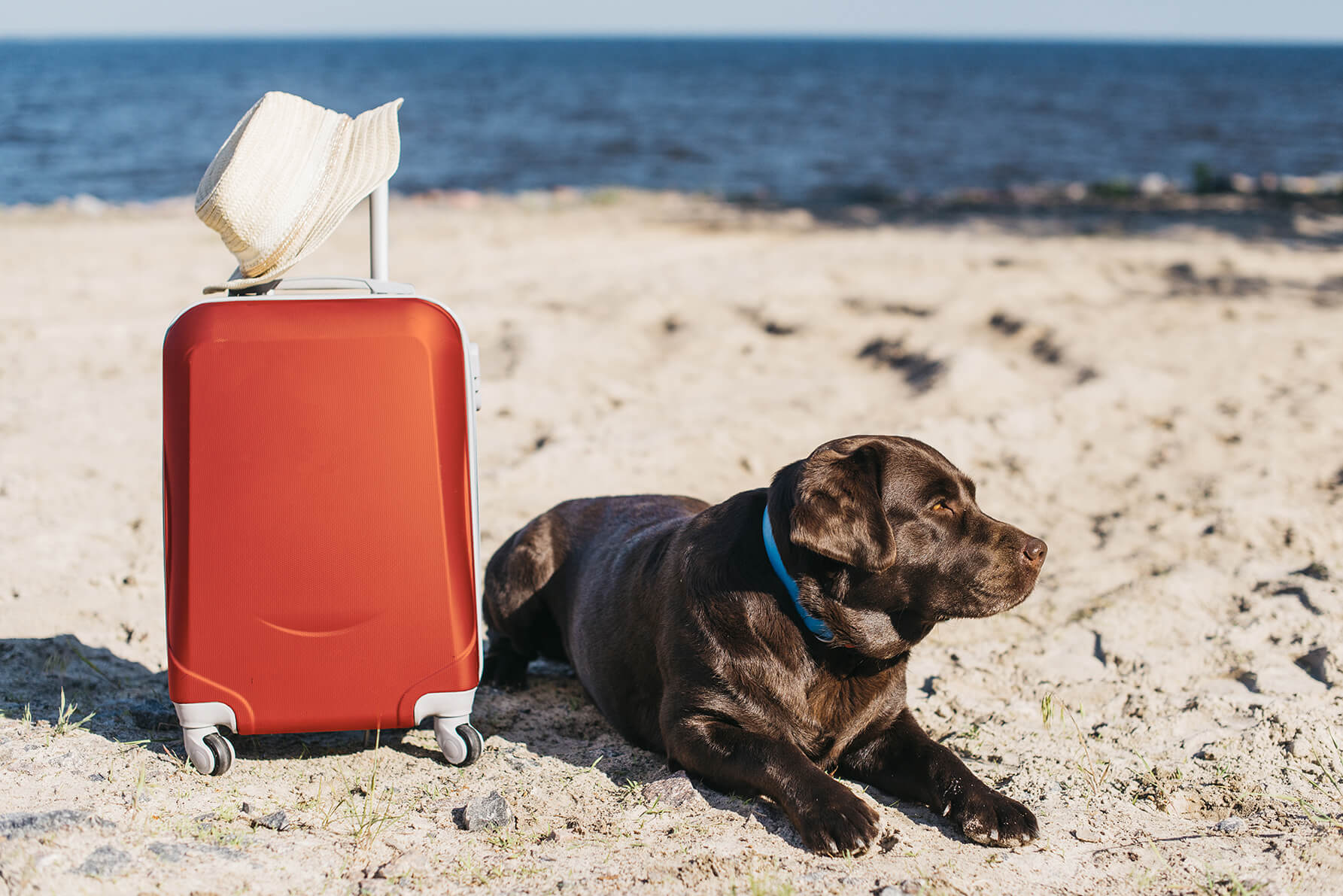 Traveling to Spain with Your Furry Friend: A Stress-Free Guide